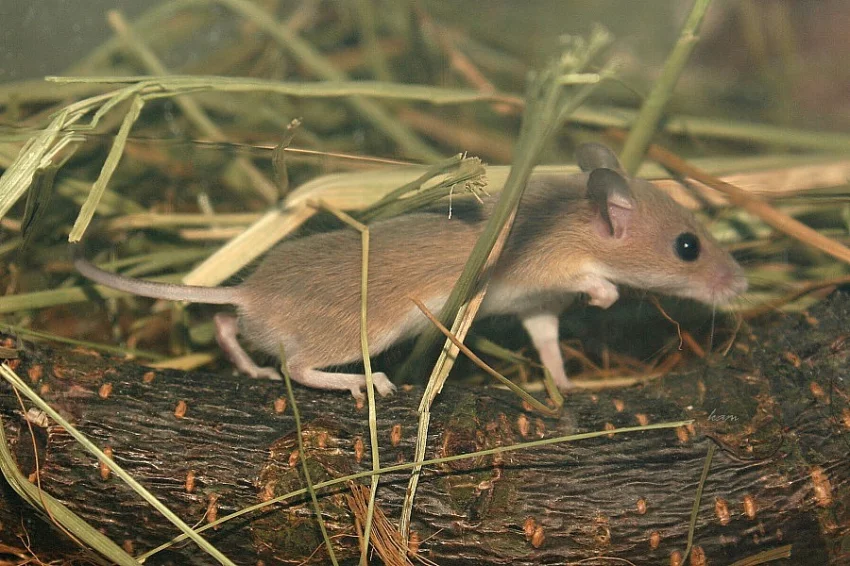 Myška africká - minimyš (Mus minutoides)