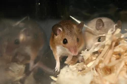 Myška africká - minimyš (Mus minutoides)