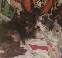 Barevný Yorkshire teriér