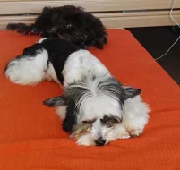 Barevný Yorkshire teriér