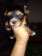 Barevný Yorkshire teriér