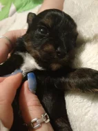 Barevný Yorkshire teriér