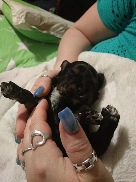 Barevný Yorkshire teriér