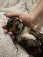 Barevný Yorkshire teriér