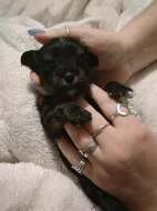 Barevný Yorkshire teriér