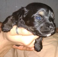 Barevný Yorkshire teriér