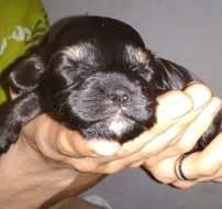 Barevný Yorkshire teriér