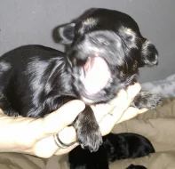 Barevný Yorkshire teriér