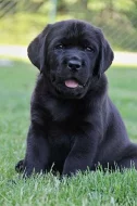Labrador - nabídka štěňátek