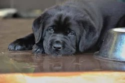 Labrador - nabídka štěňátek