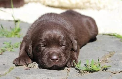 Labrador - nabídka štěňátek