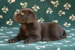 Labrador - nabídka štěňátek