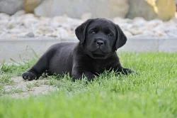 Labrador - nabídka štěňátek