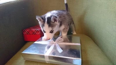 Sladké sibiřské Husky štěňata