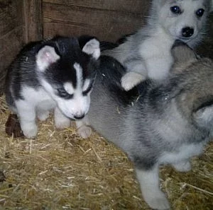 AKC registrovaných štěňata sibiřský husky