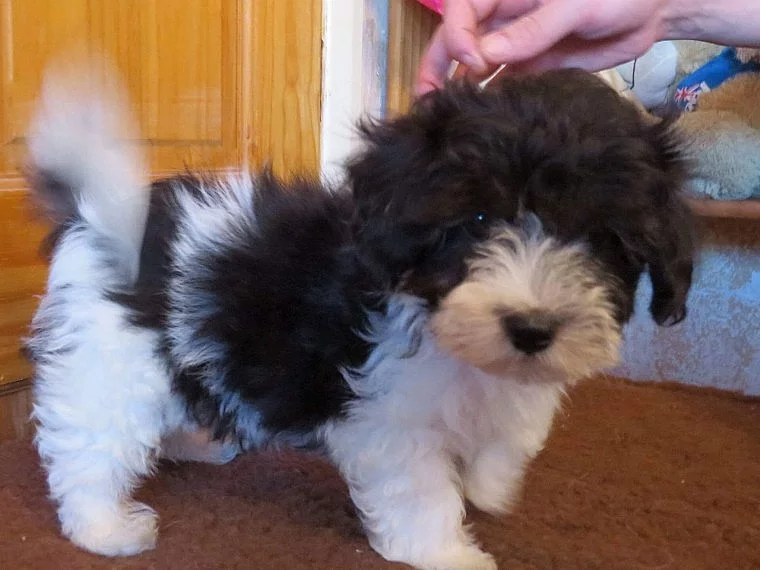 Multipoo Adorable Pupies for adoption