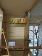 Prodám pozůstalost - chovní papoušci