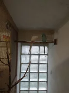 Prodám pozůstalost - chovní papoušci