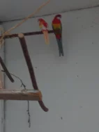 Prodám pozůstalost - chovní papoušci