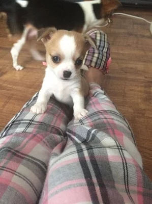 Chihuahua X Jack Russell Štěňátka připraveni hned!