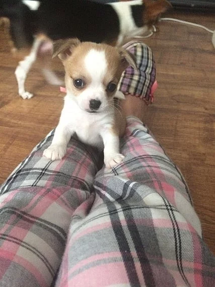 Chihuahua X Jack Russell Štěňátka připraveni hned!