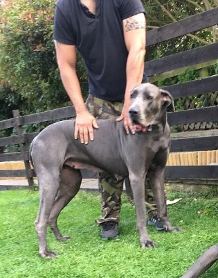 roztomilé a rozkošné velké dane Pups připraven