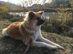 Štěnata Akita Inu bez PP