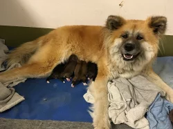 Štěnata Akita Inu bez PP
