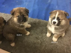 Štěnata Akita Inu bez PP