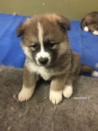 Štěnata Akita Inu bez PP