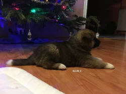 Štěnata Akita Inu bez PP