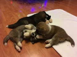 Štěnata Akita Inu bez PP