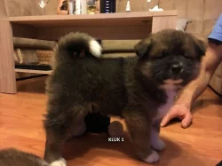 Štěnata Akita Inu bez PP