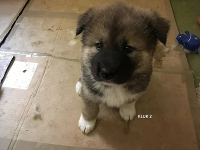 Štěnata Akita Inu bez PP