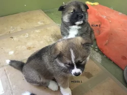 Štěnata Akita Inu bez PP