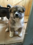 Štěnata Akita Inu bez PP