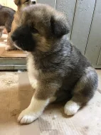 Štěnata Akita Inu bez PP