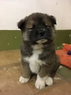 Štěnata Akita Inu bez PP