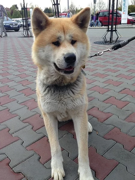 Štěnata Akita Inu bez PP