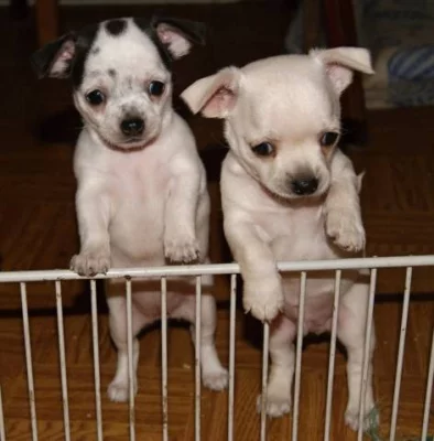 Čivava krátkosrstá