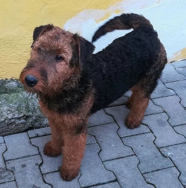 Erdelterier, pes s PP, 5 měsíců