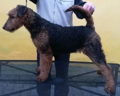Erdelterier, pes s PP, 5 měsíců
