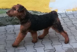 Erdelterier, pes s PP, 5 měsíců