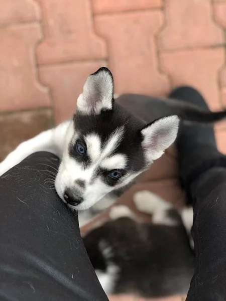 Štěňátka Sibiřský husky