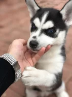 Štěňátka Sibiřský husky