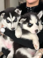 Štěňátka Sibiřský husky