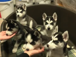 Štěňátka Sibiřský husky