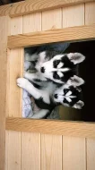 Štěňátka Sibiřský husky