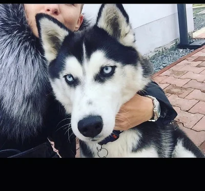 Štěňátka Sibiřský husky