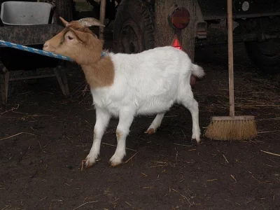 Prodám kozičku